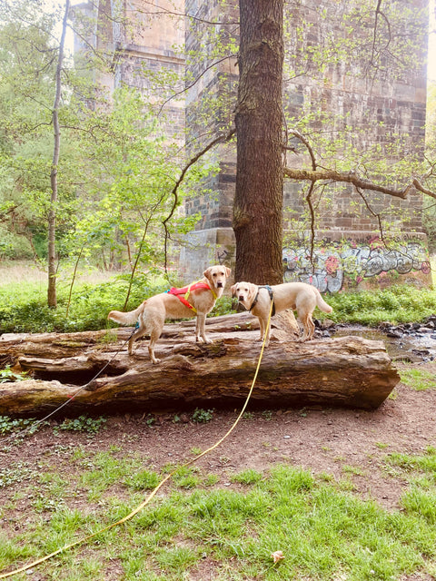 10 Möglichkeiten, Ihren Hund bei Langeweile zu beschäftigen