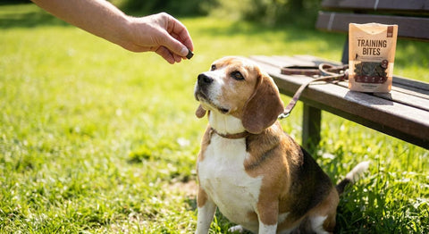 Können Trainingsleckerlis bei Hunden zu Übergewicht führen?