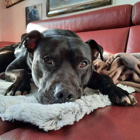 Natürliche Hundesnacks ohne Zusatzstoffe