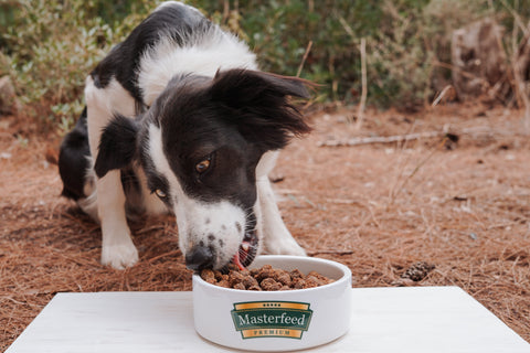 Das Futter von Masterfeed mit der höchsten Akzeptanz